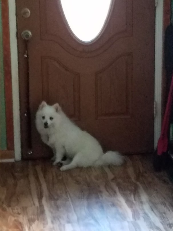 baby-dog-at-door